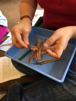 Dissecting starfish